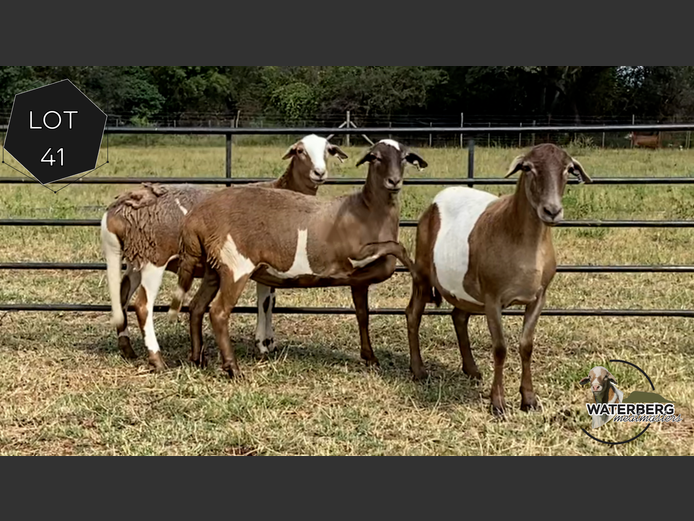 Ewes | Waterberg Meatmaster 