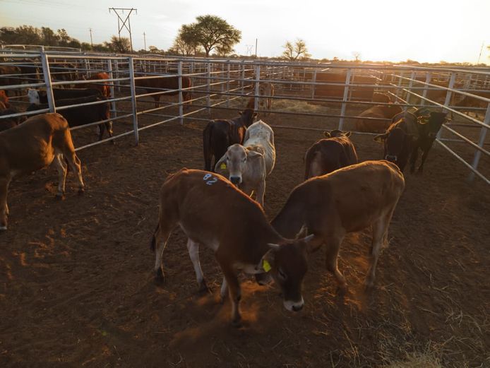 VAN NIEKERK PJ | DAIRY CATTLE 