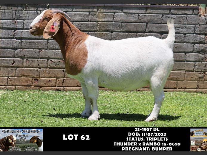 23-1957 DL | DAWID LOUW