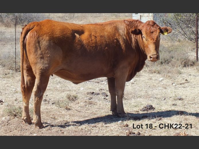 CHK220021 | A.J. KRIEL