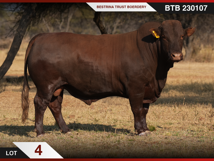 BTB 230107 HH(c) | BESTRINA TRUST BOERDERY