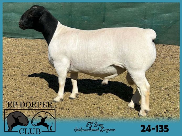 24-135 | JG Louw - Suidwaaikraal Dorpers