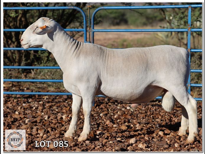 2280 24 0328 | LOUIS J. VAN RENSBURG, H/A MNR. E. VAN RENSBURG