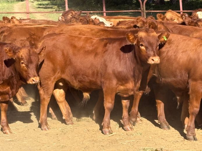 Intact Bull Calves | S & S Farming Trust
