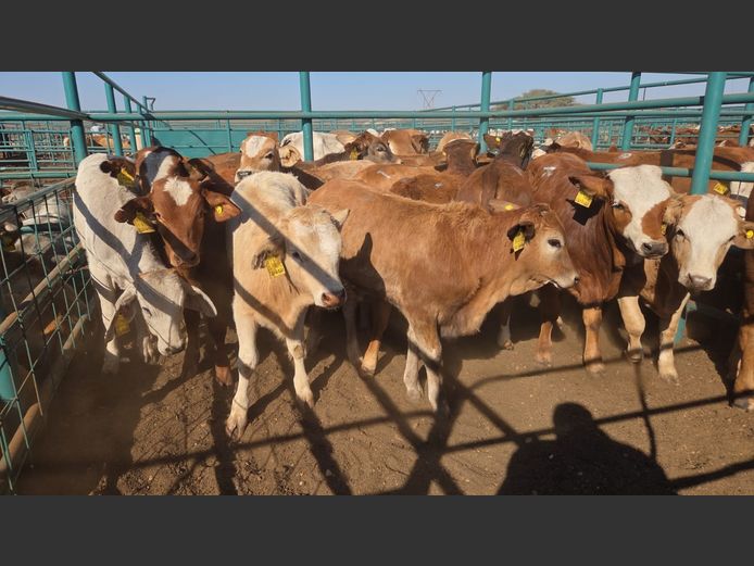 AGRA GOBABIS WEANER AUCTION