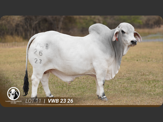 VWB2326 | VAALWATER BRAHMANE