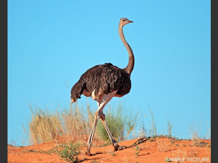 OSTRICH | GOLDEN GAME WILDLIFE
