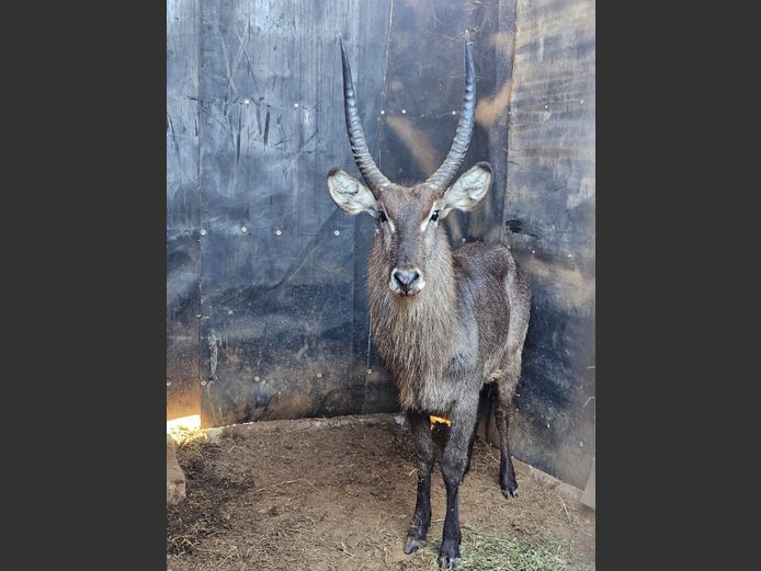 WATERBUCK | WN TRUST