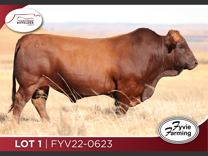 FYV22-0623