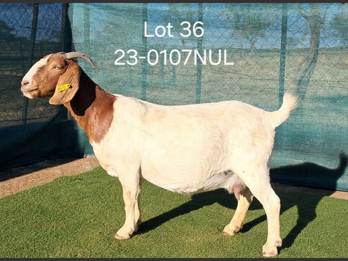 23-0107NUL | NICOLE ULRICH & EGBERT HOFF