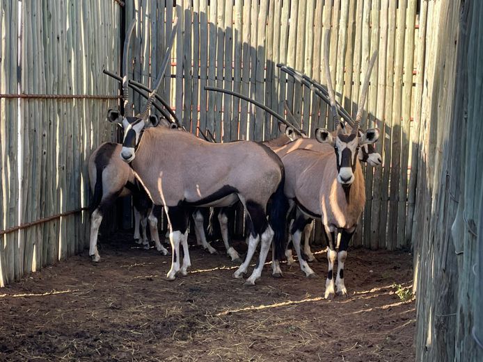 Gemsbok