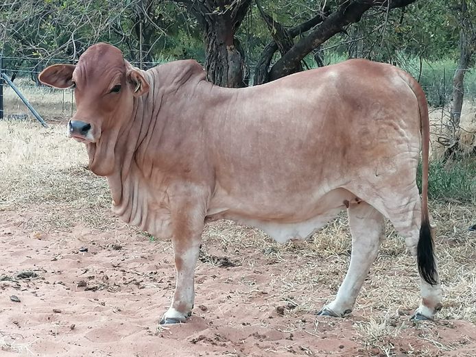 Commercial Animals | ZEBU BORANE