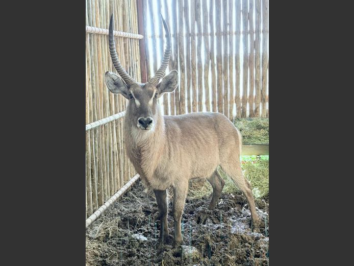 Waterbok Bul
