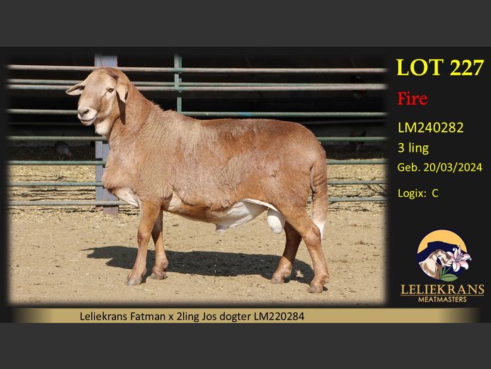 LM240282 | LELIEKRANS MEATMASTERS