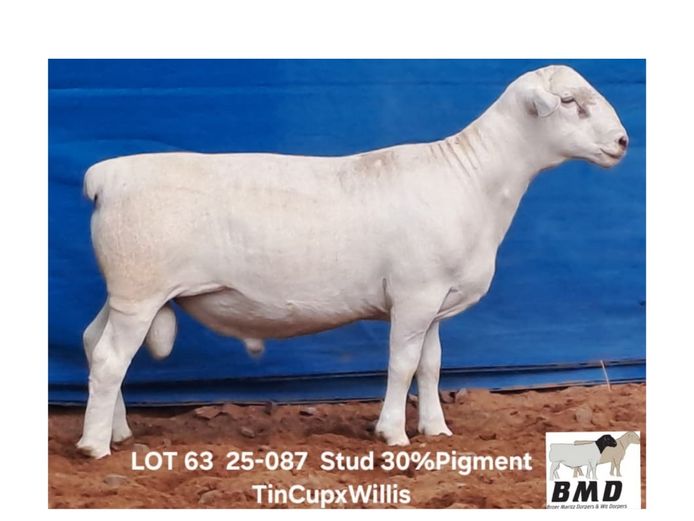 25-087 | BROER MARITZ DORPERS