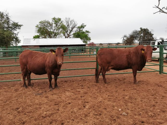 Commercial Females  - TKB Bonsmaras