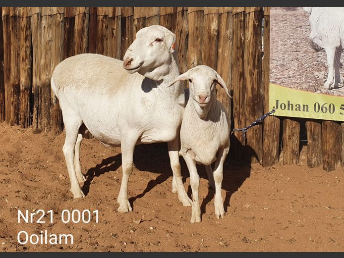 21-001 | Johan Stadler