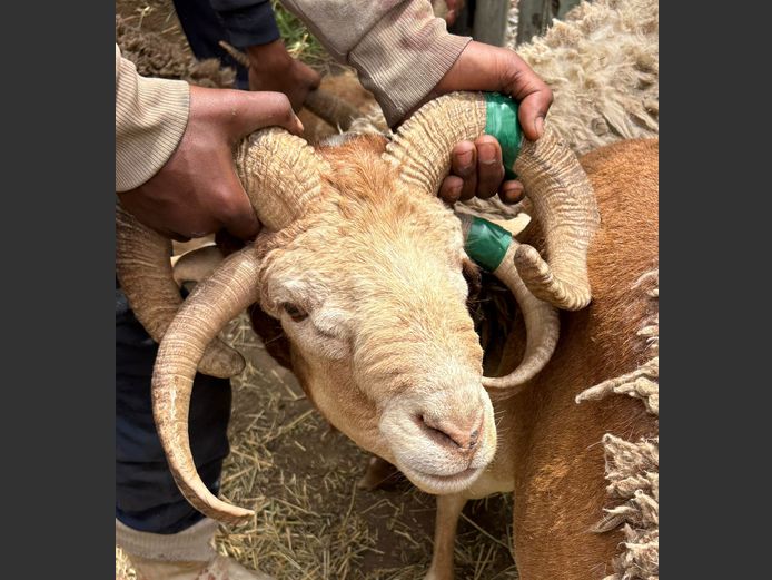 Vier Horing Skaap Ram