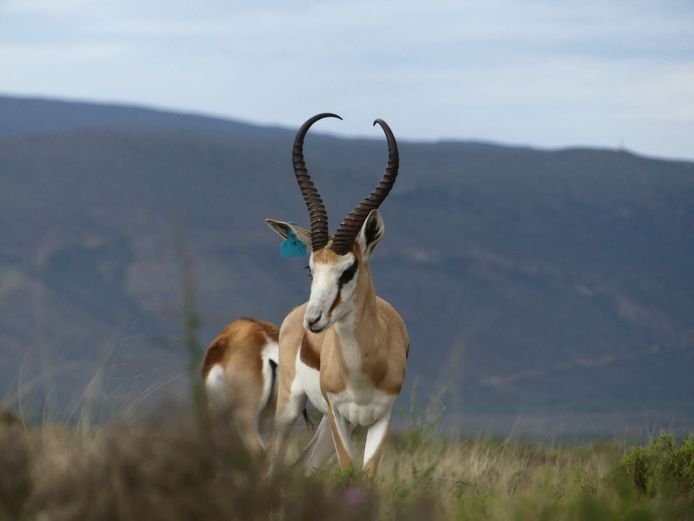 Kalahari Springbok (Top Genetika) | Nextgen Springbok (Z van der Merwe)