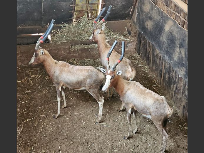 BLESBOK | PRINS GAME