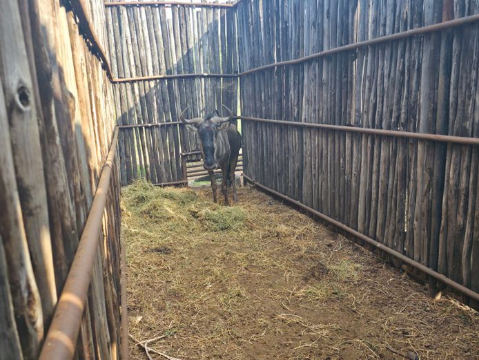 BLOUWILDEBEES | HANLEY 2