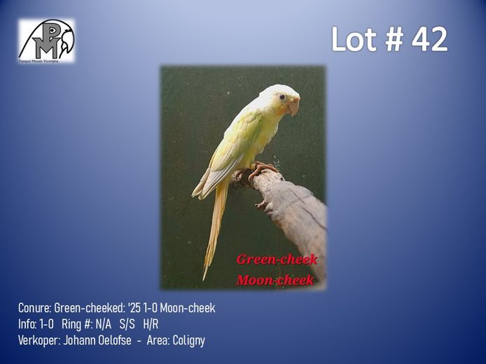 1-0 '25 Conure: Green-cheeked: Moon-cheek - Johann Oelofse