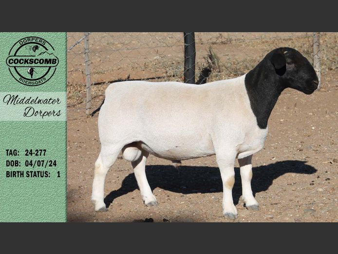 24-277 | Middelwater Dorpers