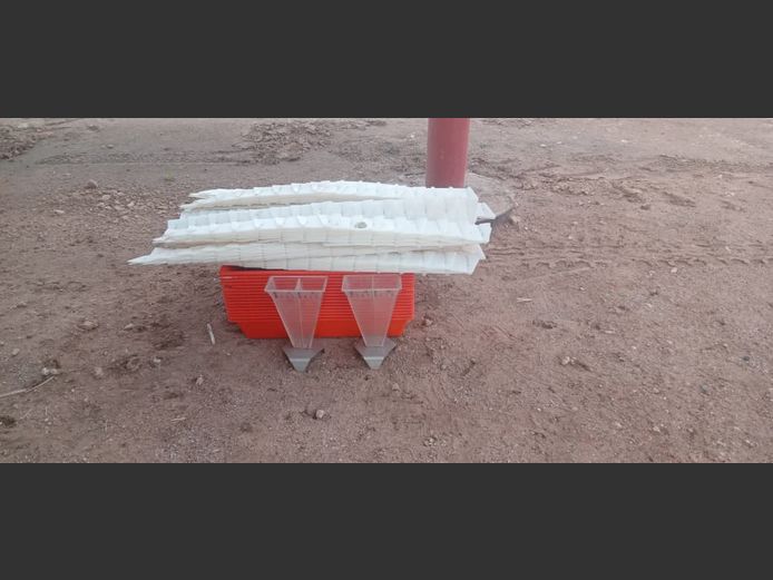 Amazonestrooier kalabrassie stel