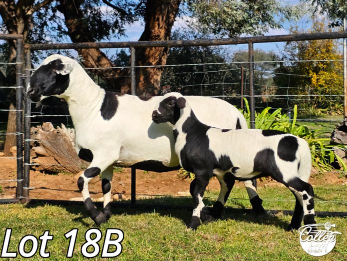 CCS230274 | Collen Meatmasters