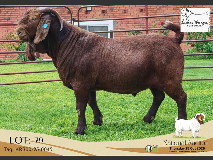 KR300-24-0045 | Lukas Burger Stoet
