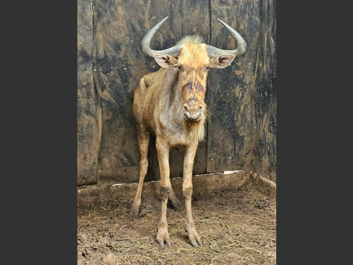 GOUE WILDEBEEST | CHAZAKAMATS