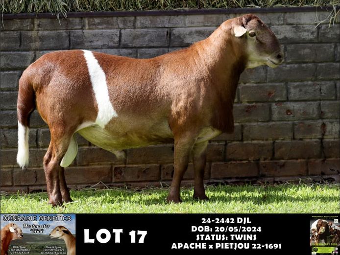 24-2442 DJL | DIRK LOUW