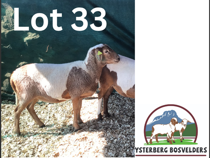25-73 | YSTERBERG BOSVELDERS