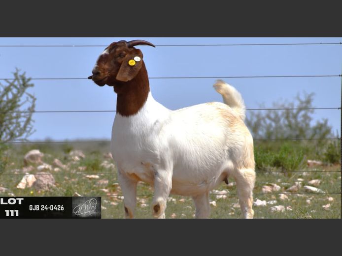 GJB24-0426 | G VAN WYK