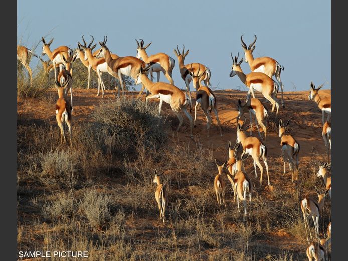 SPRINGBUCK | GOLDEN GAME WILDLIFE