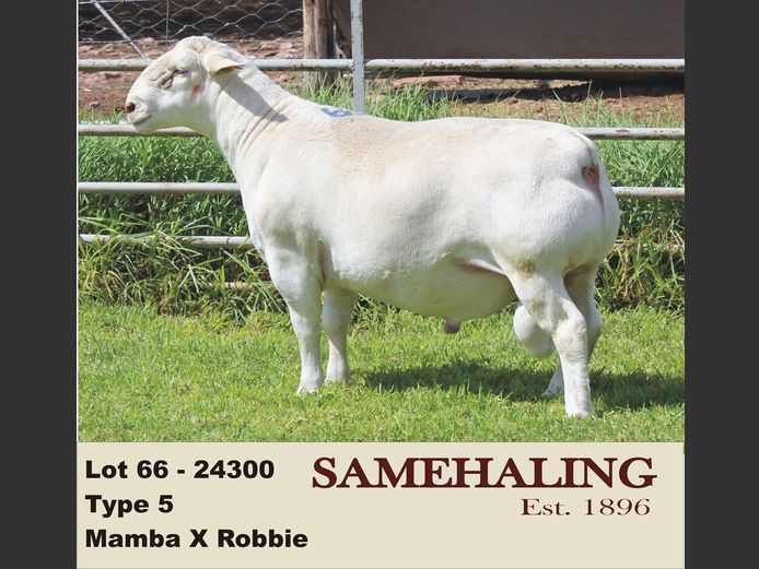 24300-331 | SAMEHALING  WIT DORPERS