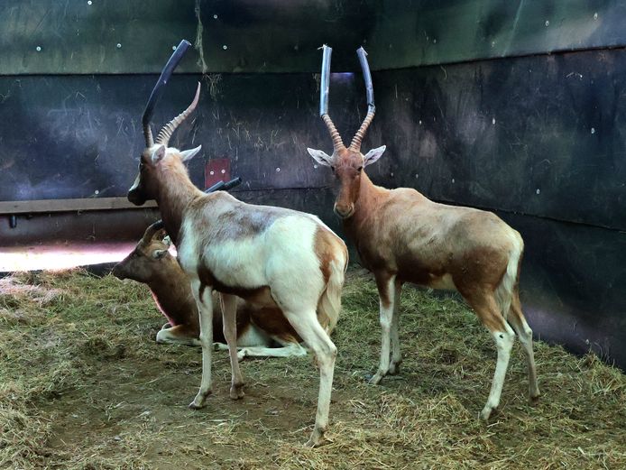 SAALRUG BLESBOK | PIETER DE JAGER