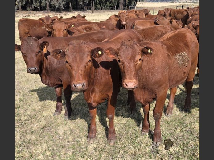 Kommersiële Diere | EX BERG BOERDERY