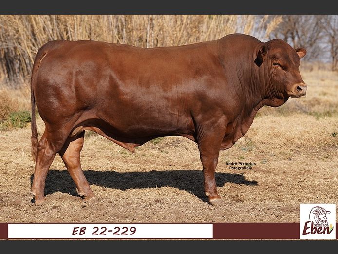 EB 220229 | EBEN SENEPOL