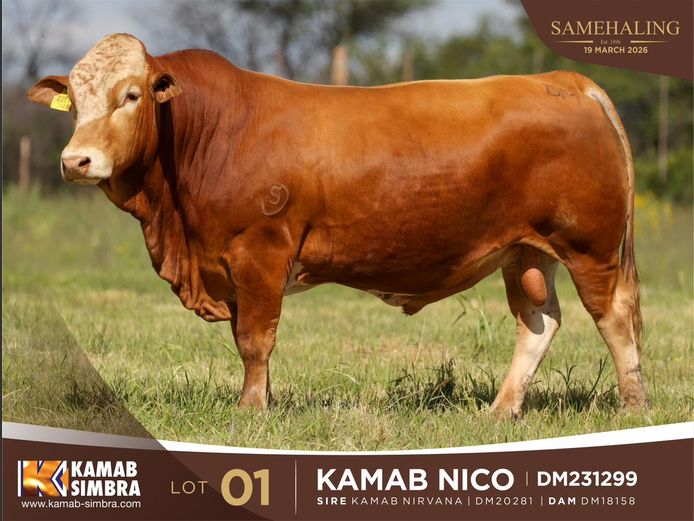 DM231299 | KAMAB SIMBRA