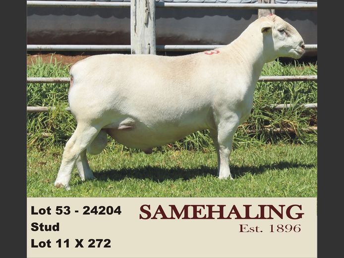 24204-331 | SAMEHALING  WIT DORPERS
