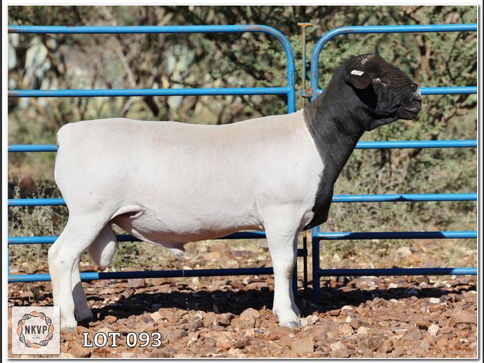 2052 24 0389 | LOUIS VAN RENSBURG, H/A LEEUPUT TRUST