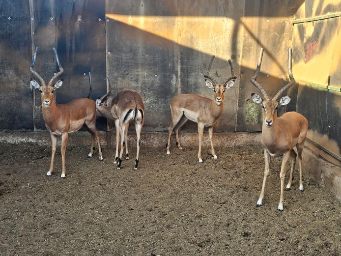 ROOIBOK | 3 x DEELBOS & 1 x NYLSVLEI