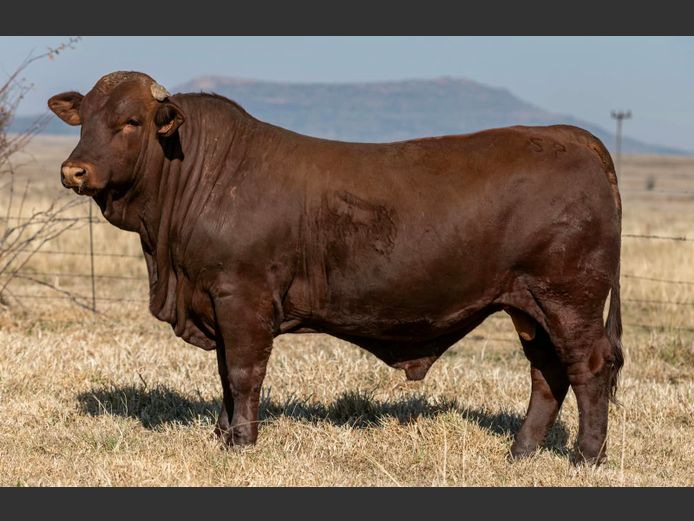 SP 230074 HH | PINEKLOOF TRUST