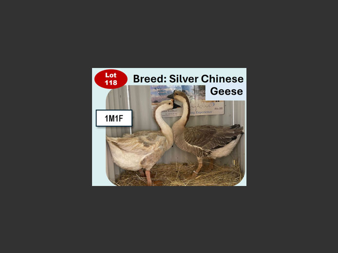 SILVER CHINESE GEESE | ANNUAL MYTILUS AND ELOFF