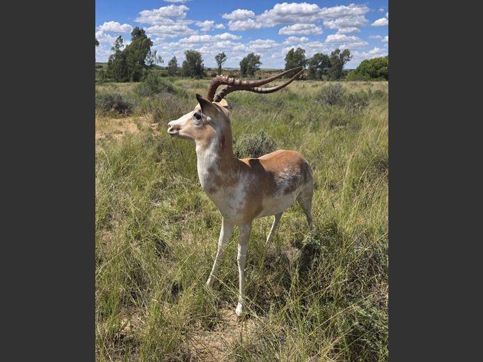 White Flank Rooibok Ram