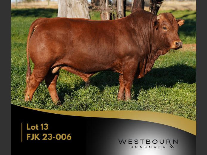 FJK 230006 | WESTBOURN BONSMARAS