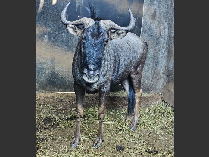 BLUE WILDEBEEST | D. VAN HEERDEN