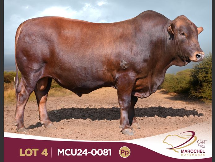MCU240081 Pp(c)