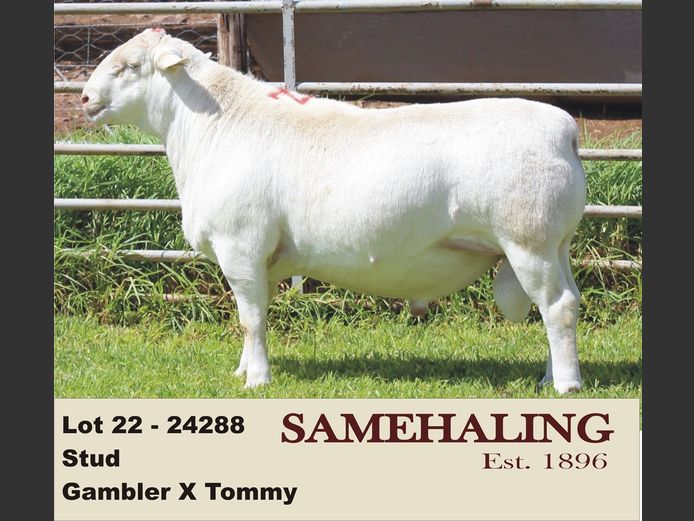 24288-331 | SAMEHALING  WIT DORPERS